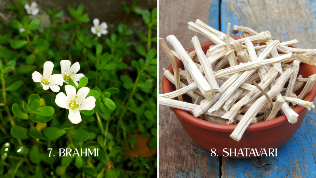 10 healthy food items according to Ayurveda - 7.Brahmi 8.Shatavari